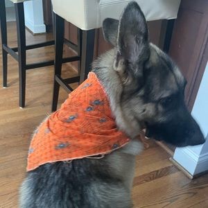 Orange Halloween spider web XL dog bandana
